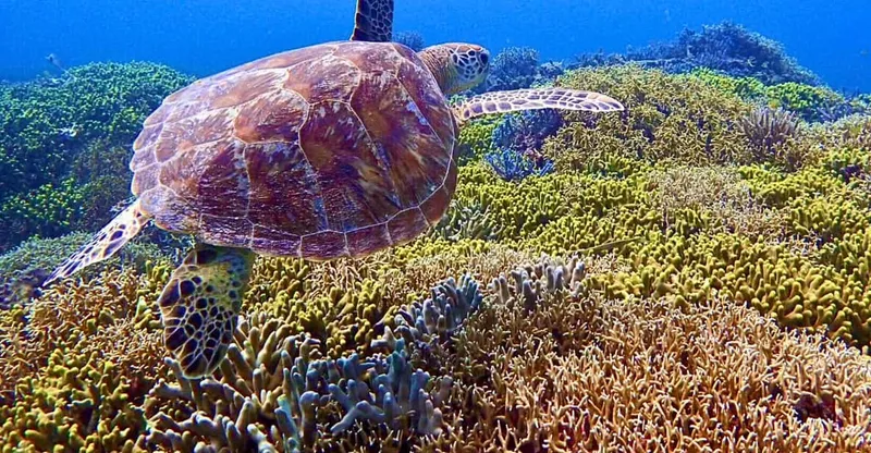 A green sea turtle gliding over the reef watched by a snorkeler on a Tokashiki Island okinawa snorkeling tour in the Kerama Islands