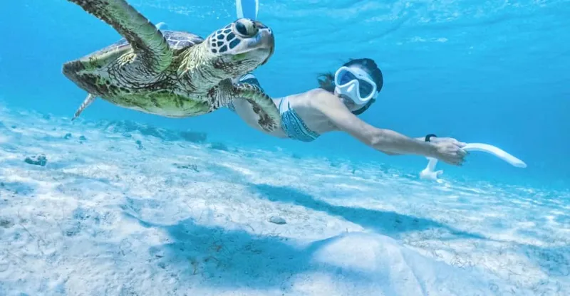 A sea turtle swimming in a calm turquoise bay on a Miyako Island okinawa snorkeling tour